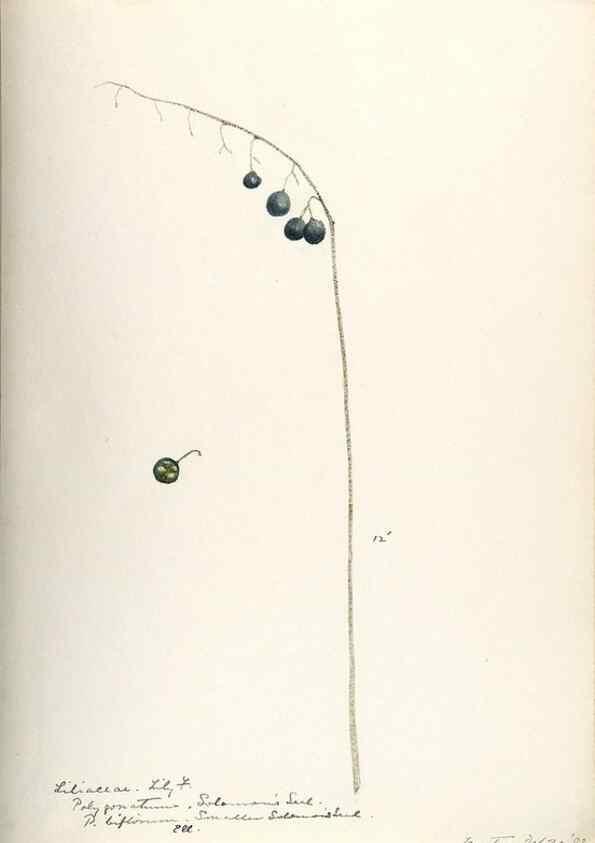 Reproducción/Reproduction 48787783421: [Water-color sketches of plants of North America and Europe]. . 