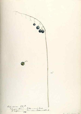 Reproducción/Reproduction 48787783421: [Water-color sketches of plants of North America and Europe]. . 