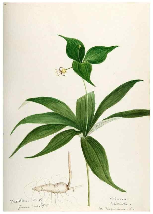 Reproducción/Reproduction 48787783721: [Water-color sketches of plants of North America and Europe]. . 