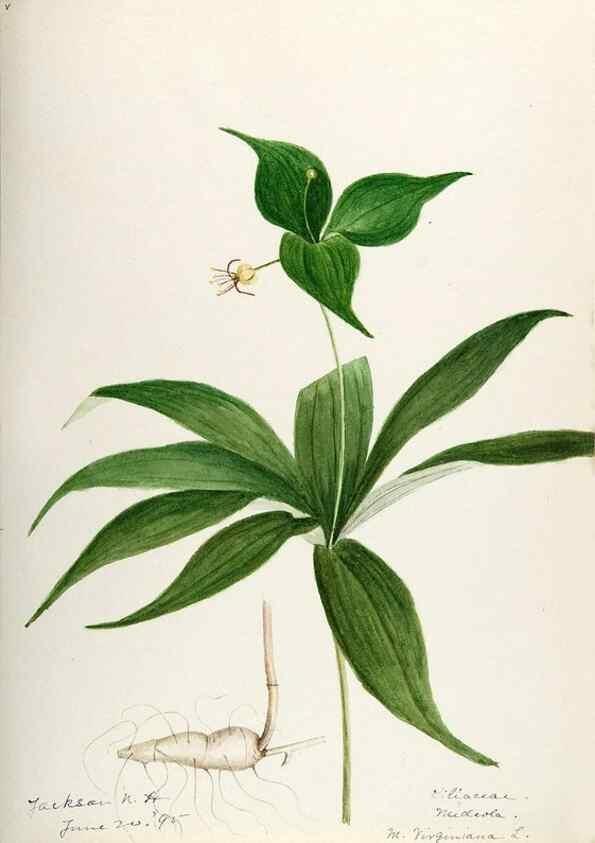 Reproducción/Reproduction 48787783721: [Water-color sketches of plants of North America and Europe]. . 