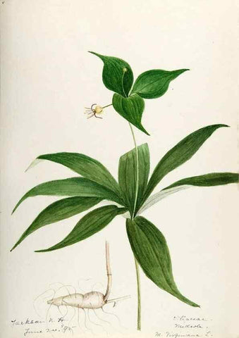 Reproducción/Reproduction 48787783721: [Water-color sketches of plants of North America and Europe]. . 
