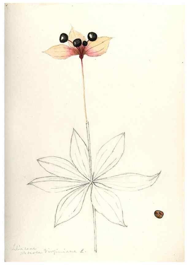 Reproducción/Reproduction 48787934207: [Water-color sketches of plants of North America and Europe]. . 