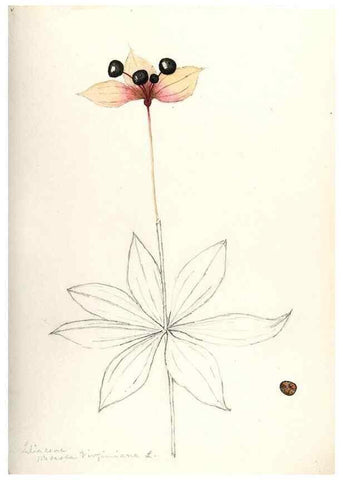 Reproducción/Reproduction 48787934207: [Water-color sketches of plants of North America and Europe]. . 