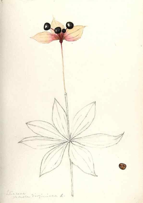 Reproducción/Reproduction 48787934207: [Water-color sketches of plants of North America and Europe]. . 