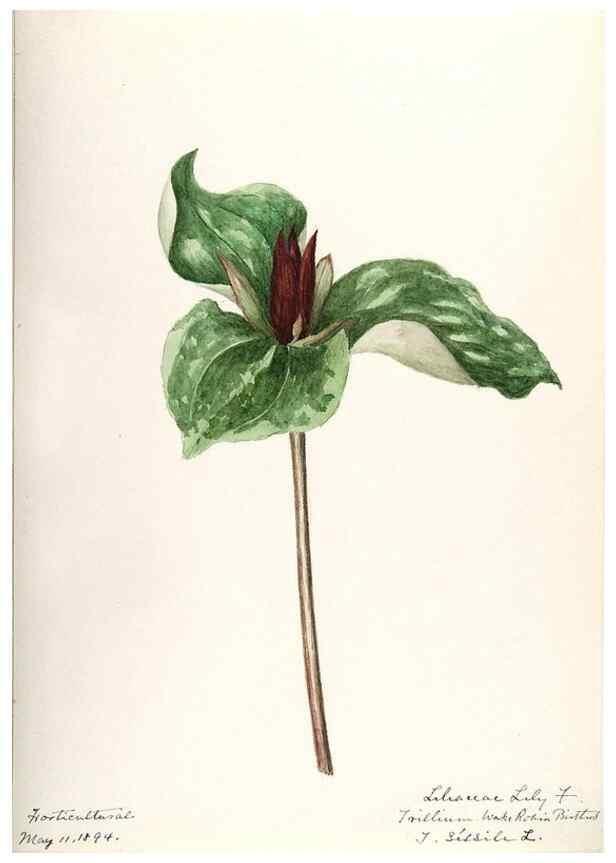 Reproducción/Reproduction 48787934477: [Water-color sketches of plants of North America and Europe]. . 
