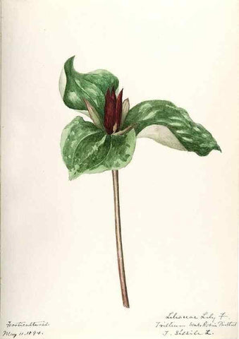 Reproducción/Reproduction 48787934477: [Water-color sketches of plants of North America and Europe]. . 