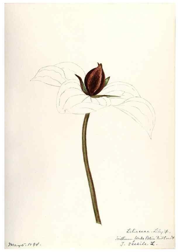 Reproducción/Reproduction 48787934762: [Water-color sketches of plants of North America and Europe]. . 