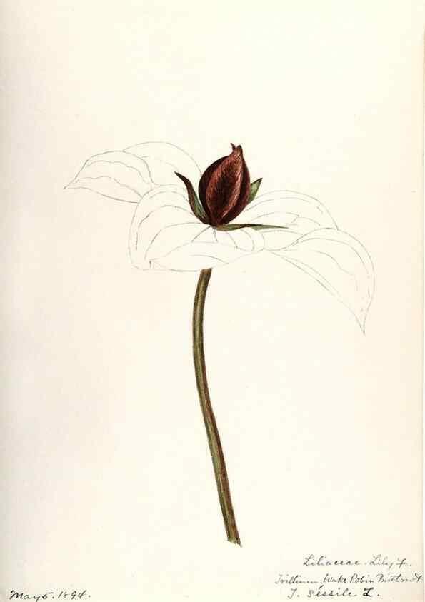 Reproducción/Reproduction 48787934762: [Water-color sketches of plants of North America and Europe]. . 