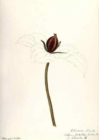 Reproducción/Reproduction 48787934762: [Water-color sketches of plants of North America and Europe]. . 