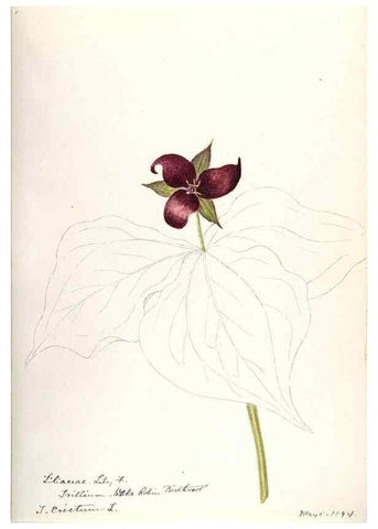 Reproducción/Reproduction 48787935077: [Water-color sketches of plants of North America and Europe]. . 
