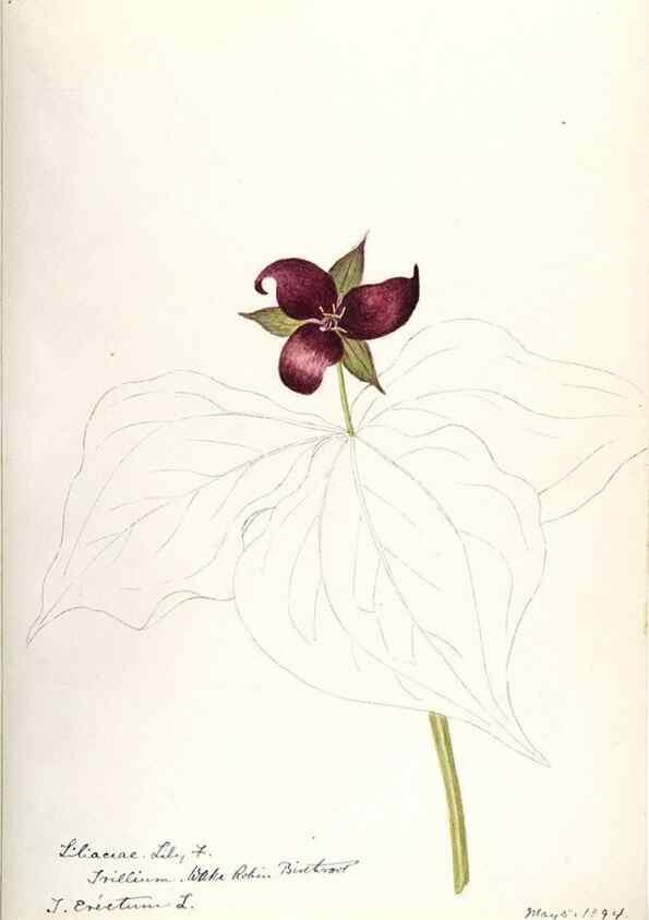 Reproducción/Reproduction 48787935077: [Water-color sketches of plants of North America and Europe]. . 