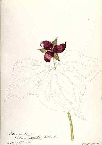 Reproducción/Reproduction 48787935077: [Water-color sketches of plants of North America and Europe]. . 