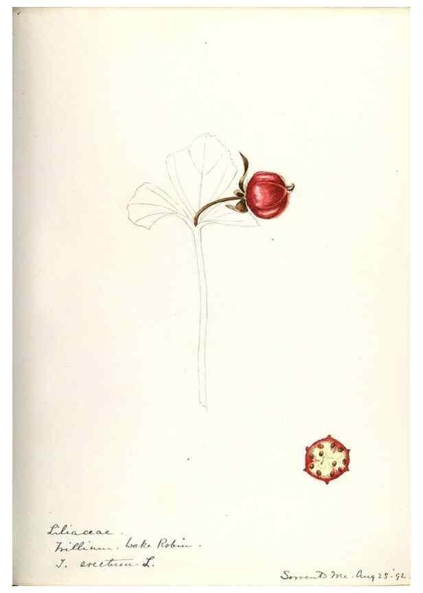 Reproducción/Reproduction 48787424833: [Water-color sketches of plants of North America and Europe]. . 