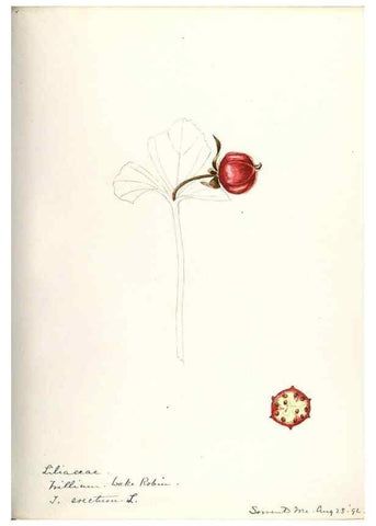 Reproducción/Reproduction 48787424833: [Water-color sketches of plants of North America and Europe]. . 