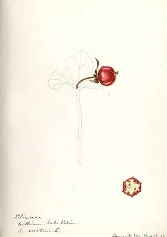 Reproducción/Reproduction 48787424833: [Water-color sketches of plants of North America and Europe]. . 