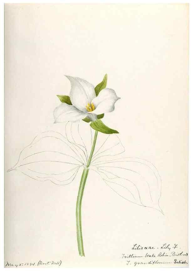 Reproducción/Reproduction 48787785461: [Water-color sketches of plants of North America and Europe]. . 