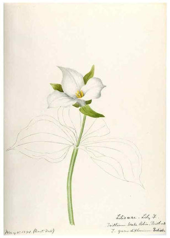 Reproducción/Reproduction 48787785461: [Water-color sketches of plants of North America and Europe]. . 
