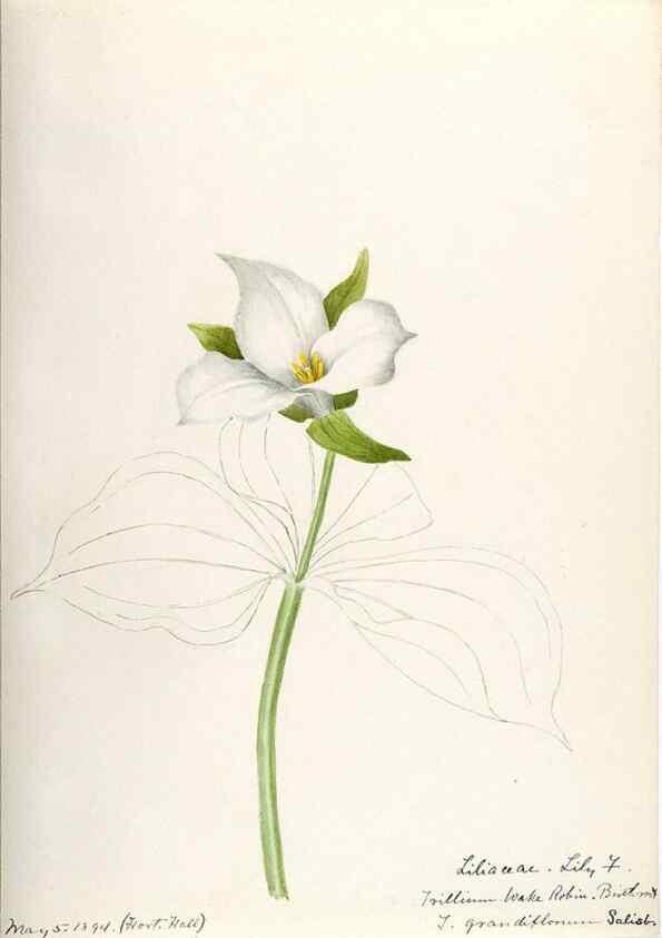Reproducción/Reproduction 48787785461: [Water-color sketches of plants of North America and Europe]. . 