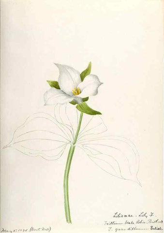 Reproducción/Reproduction 48787785461: [Water-color sketches of plants of North America and Europe]. . 