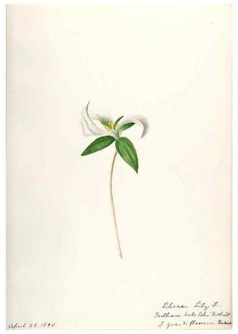 Reproducción/Reproduction 48787425518: [Water-color sketches of plants of North America and Europe]. . 