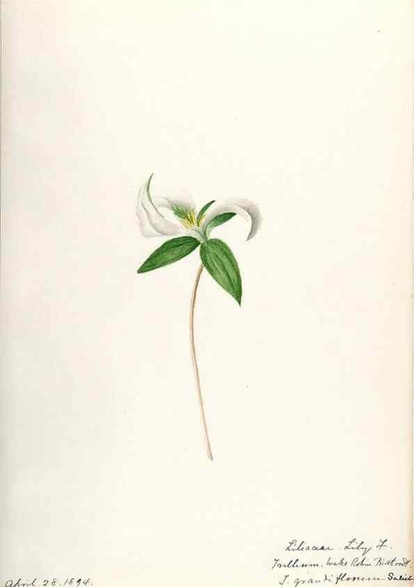 Reproducción/Reproduction 48787425518: [Water-color sketches of plants of North America and Europe]. . 