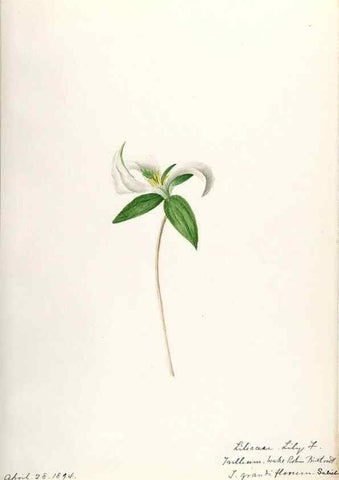 Reproducción/Reproduction 48787425518: [Water-color sketches of plants of North America and Europe]. . 