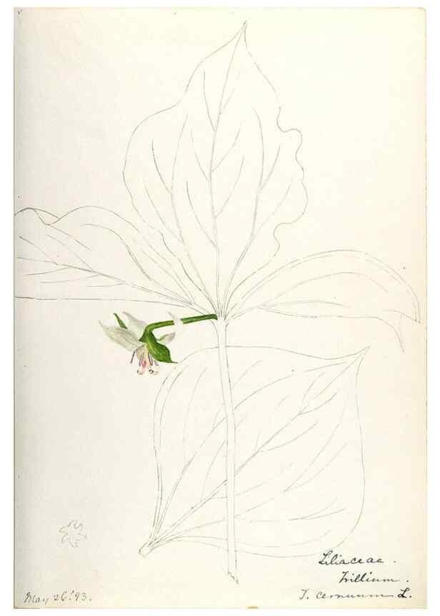 Reproducción/Reproduction 48787936307: [Water-color sketches of plants of North America and Europe]. . 