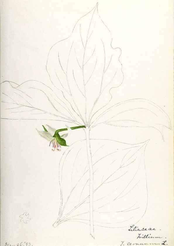 Reproducción/Reproduction 48787936307: [Water-color sketches of plants of North America and Europe]. . 