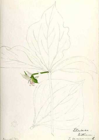 Reproducción/Reproduction 48787936307: [Water-color sketches of plants of North America and Europe]. . 