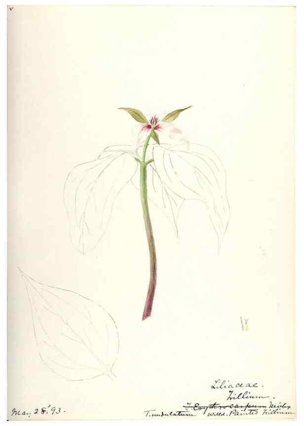 Reproducción/Reproduction 48787786396: [Water-color sketches of plants of North America and Europe]. . 