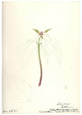 Reproducción/Reproduction 48787786396: [Water-color sketches of plants of North America and Europe]. . 