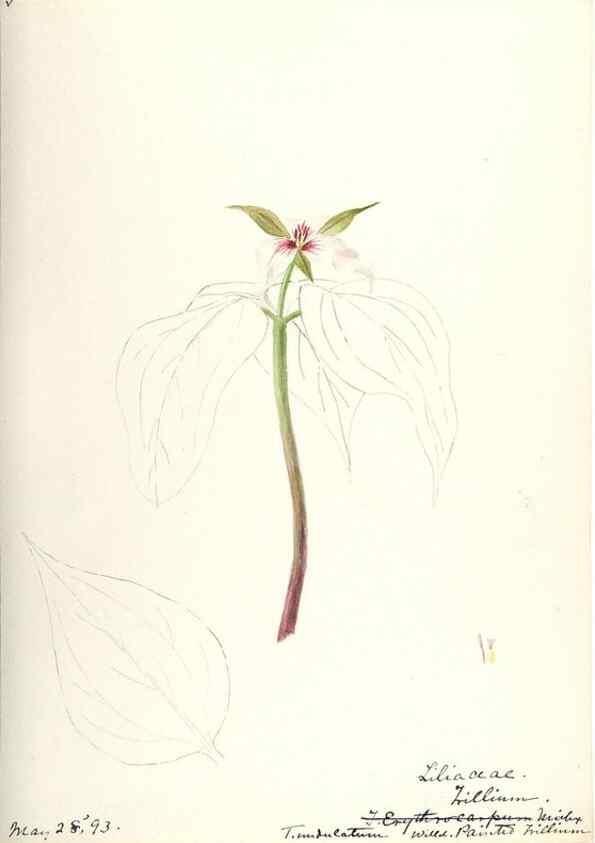 Reproducción/Reproduction 48787786396: [Water-color sketches of plants of North America and Europe]. . 