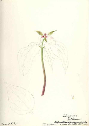 Reproducción/Reproduction 48787786396: [Water-color sketches of plants of North America and Europe]. . 