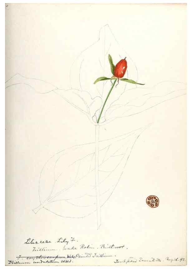 Reproducción/Reproduction 48787426413: [Water-color sketches of plants of North America and Europe]. . 