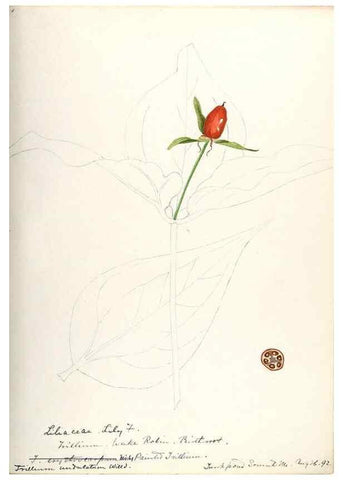 Reproducción/Reproduction 48787426413: [Water-color sketches of plants of North America and Europe]. . 