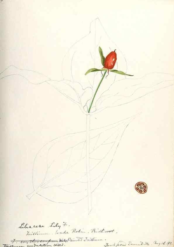 Reproducción/Reproduction 48787426413: [Water-color sketches of plants of North America and Europe]. . 