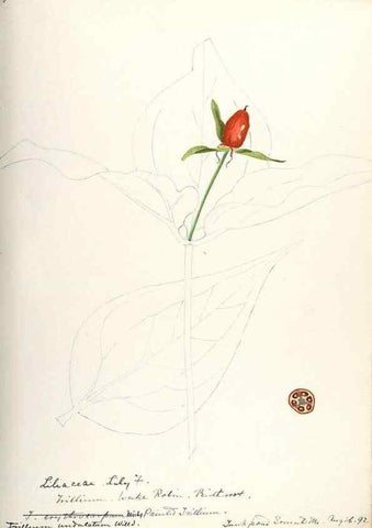 Reproducción/Reproduction 48787426413: [Water-color sketches of plants of North America and Europe]. . 