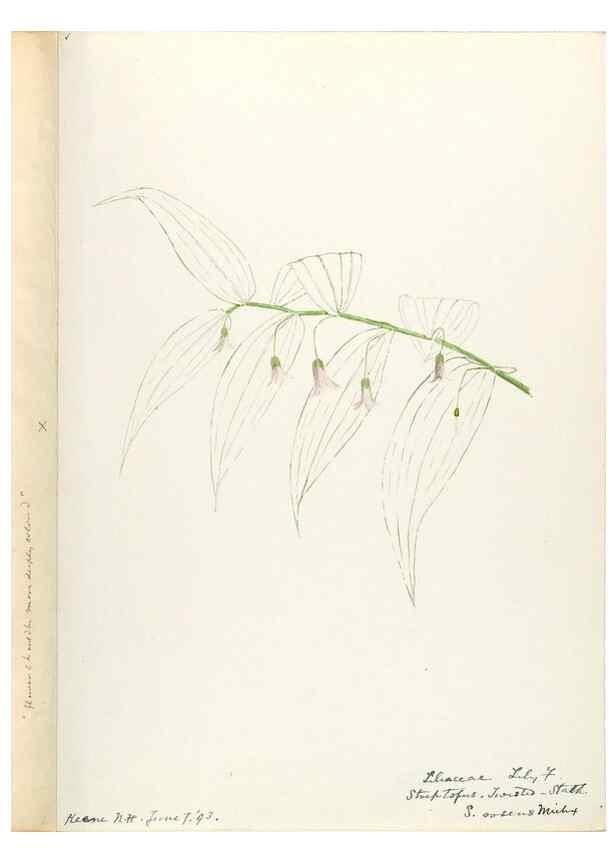 Reproducción/Reproduction 48787782146: [Water-color sketches of plants of North America and Europe]. . 