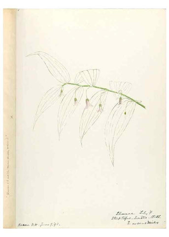 Reproducción/Reproduction 48787782146: [Water-color sketches of plants of North America and Europe]. . 