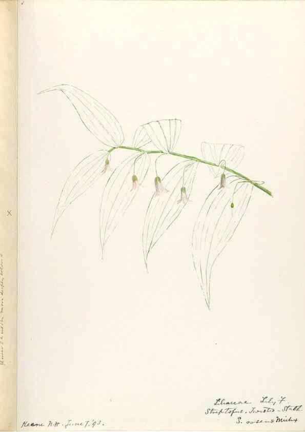 Reproducción/Reproduction 48787782146: [Water-color sketches of plants of North America and Europe]. . 