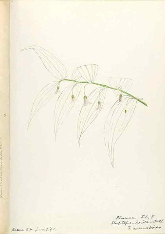 Reproducción/Reproduction 48787782146: [Water-color sketches of plants of North America and Europe]. . 