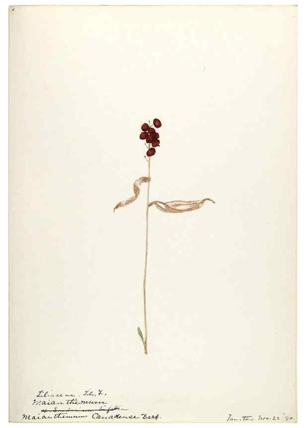 Reproducción/Reproduction 48787781816: [Water-color sketches of plants of North America and Europe]. . 