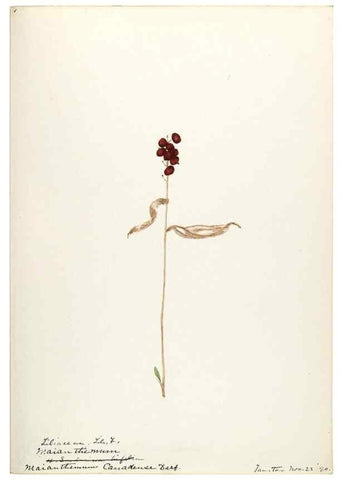 Reproducción/Reproduction 48787781816: [Water-color sketches of plants of North America and Europe]. . 
