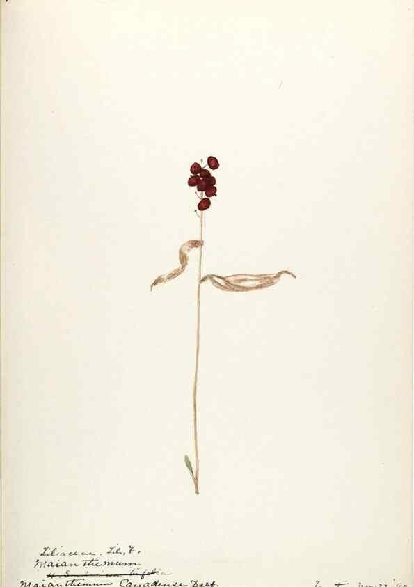 Reproducción/Reproduction 48787781816: [Water-color sketches of plants of North America and Europe]. . 
