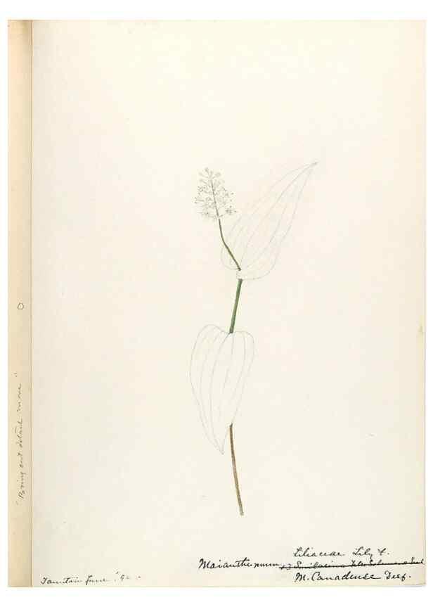 Reproducción/Reproduction 48787781531: [Water-color sketches of plants of North America and Europe]. . 