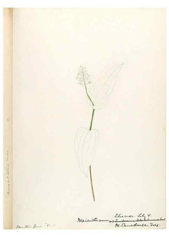 Reproducción/Reproduction 48787781531: [Water-color sketches of plants of North America and Europe]. . 
