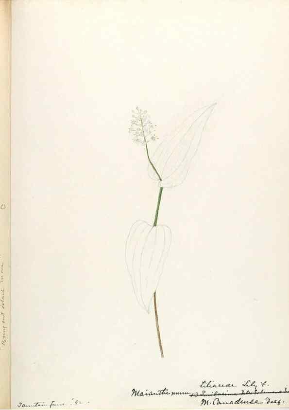Reproducción/Reproduction 48787781531: [Water-color sketches of plants of North America and Europe]. . 