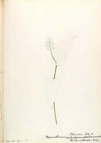 Reproducción/Reproduction 48787781531: [Water-color sketches of plants of North America and Europe]. . 