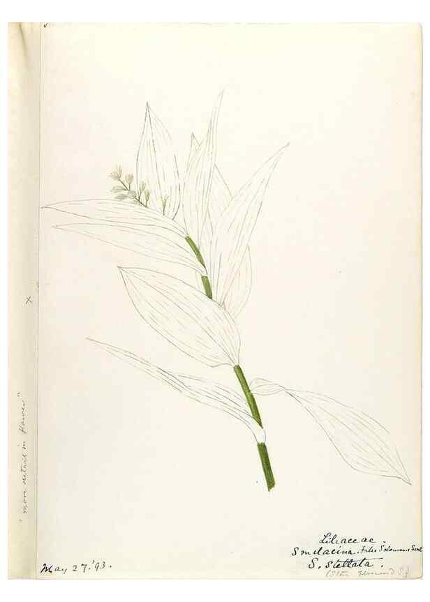 Reproducción/Reproduction 48787781236: [Water-color sketches of plants of North America and Europe]. . 
