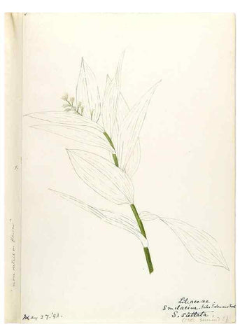 Reproducción/Reproduction 48787781236: [Water-color sketches of plants of North America and Europe]. . 